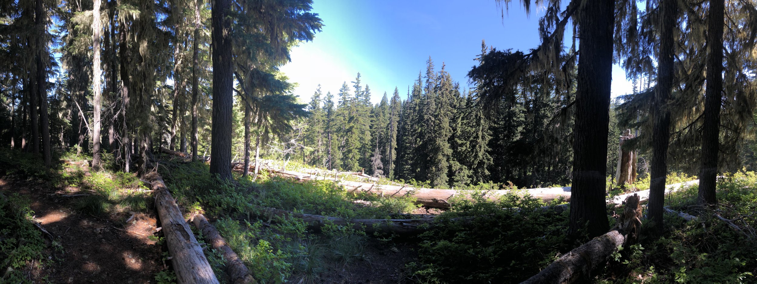 IMG_0306.jpeg