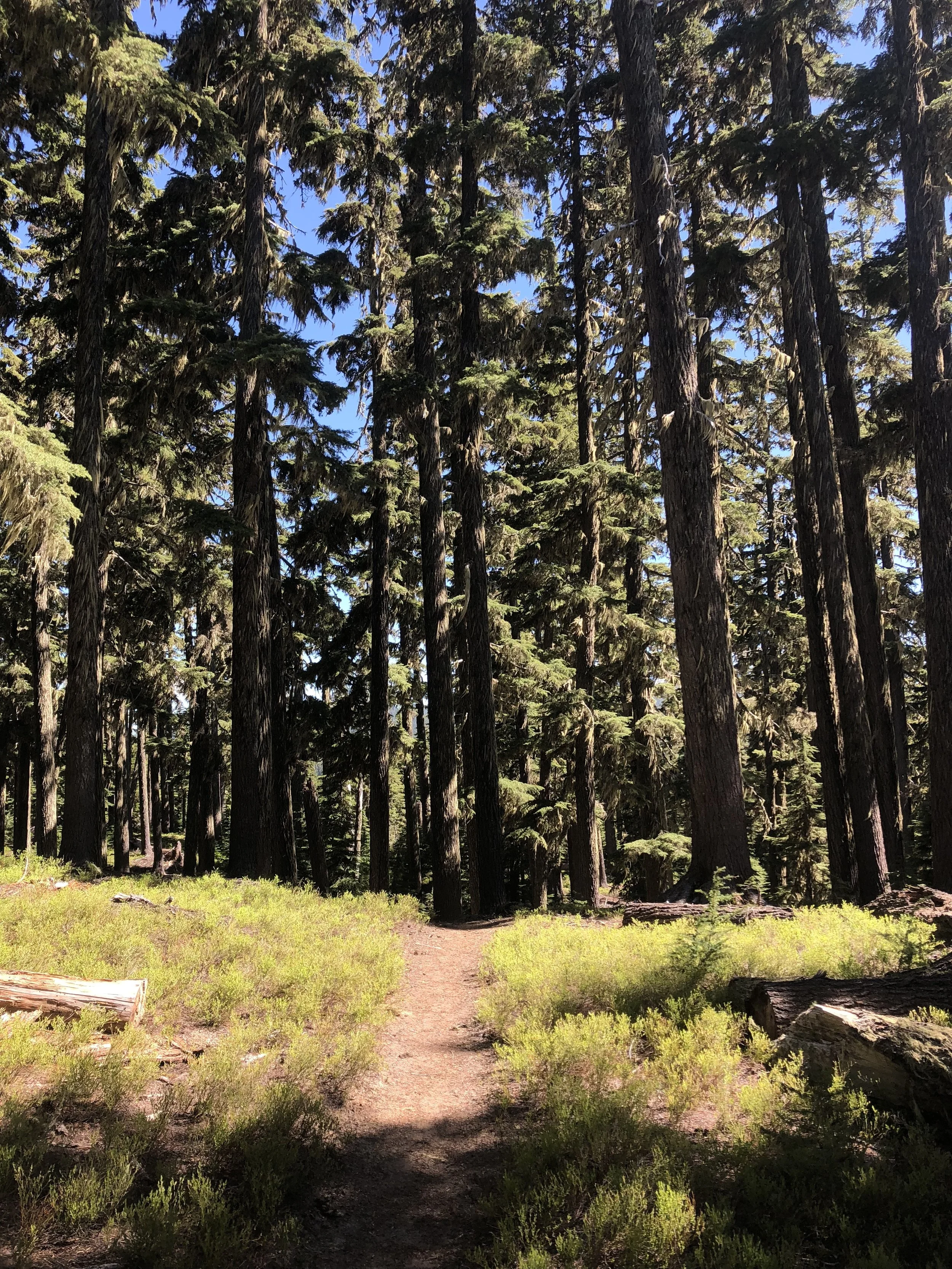 IMG_0319.jpeg
