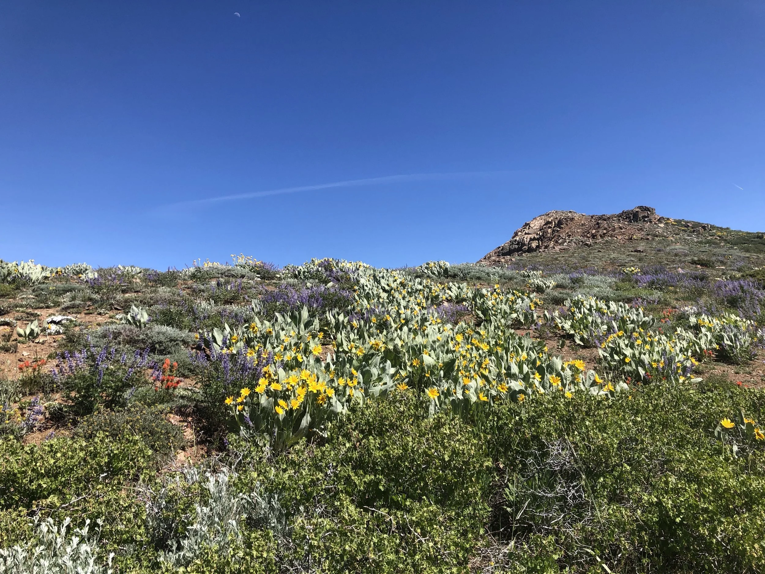 IMG_0621.jpeg