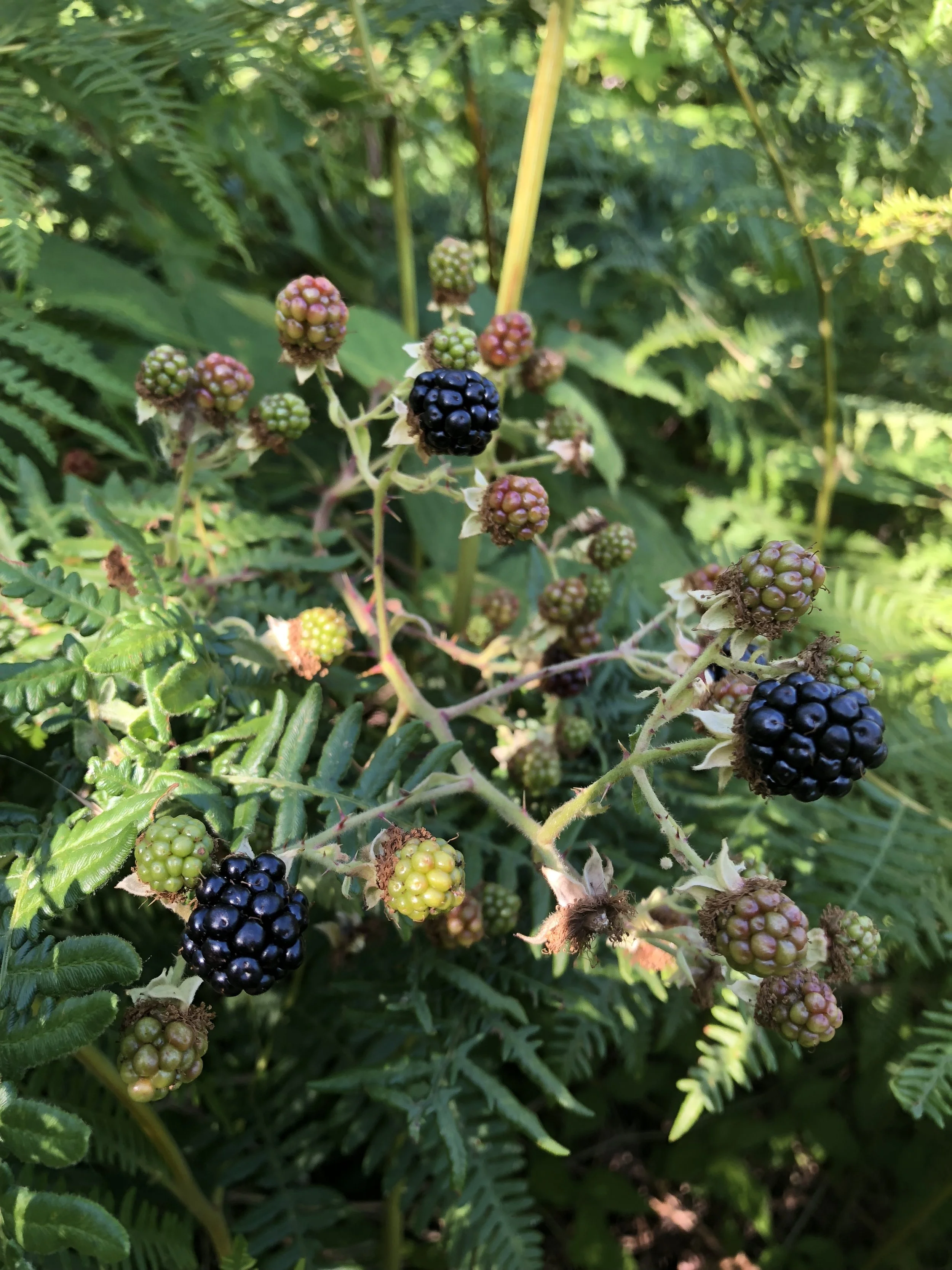 IMG_0776.jpeg