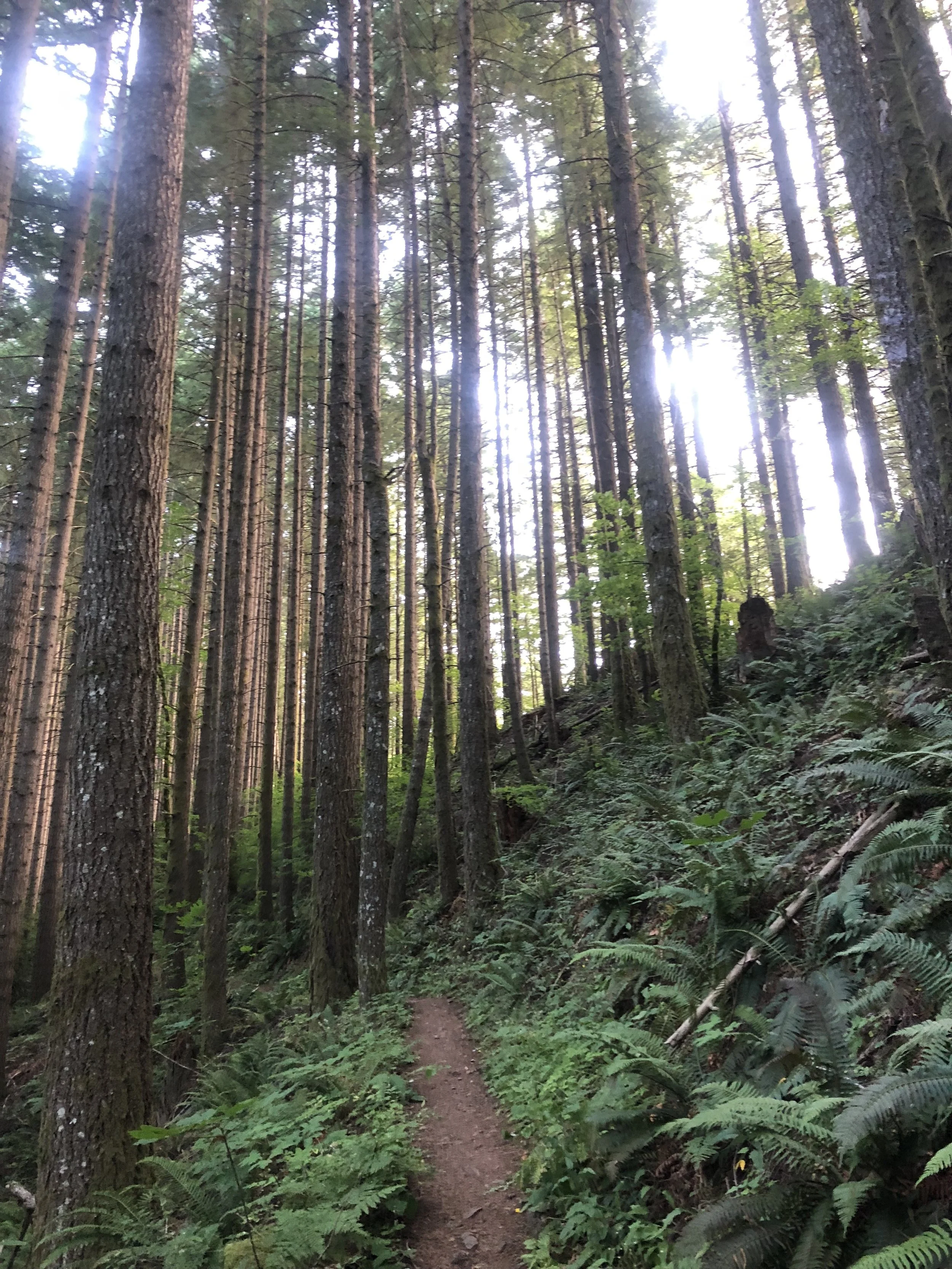 Day 94 – near greenleaf creek to dirt road