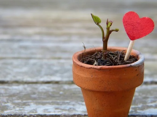 Potted Plant.jpeg