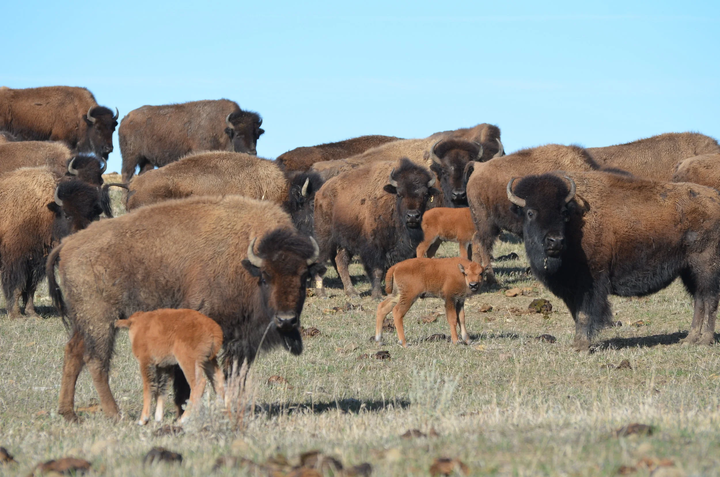 The Emergence of Spring on the Ranch 