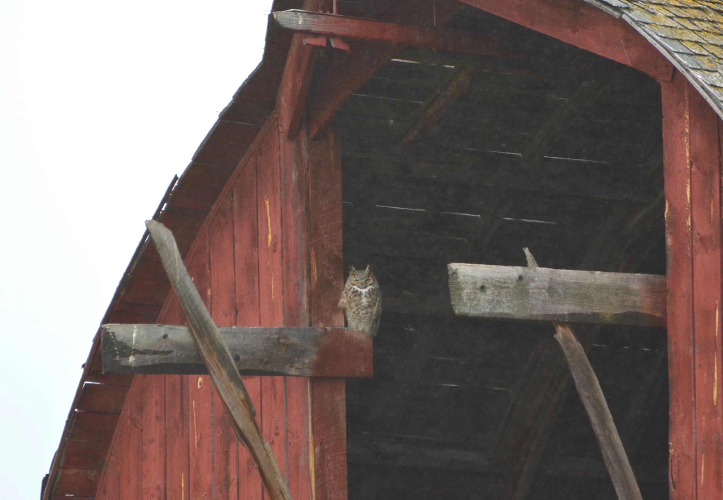 The Return of the Owl