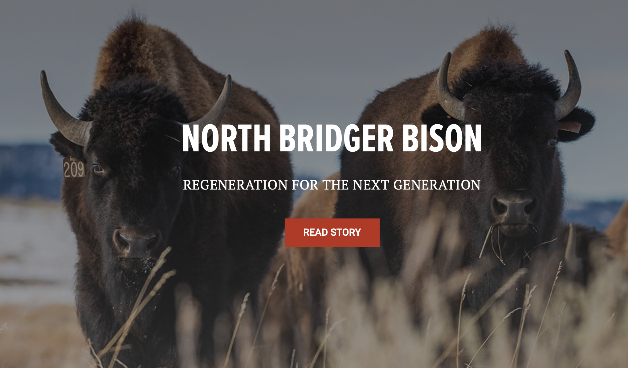 Story on NBB and Our Family