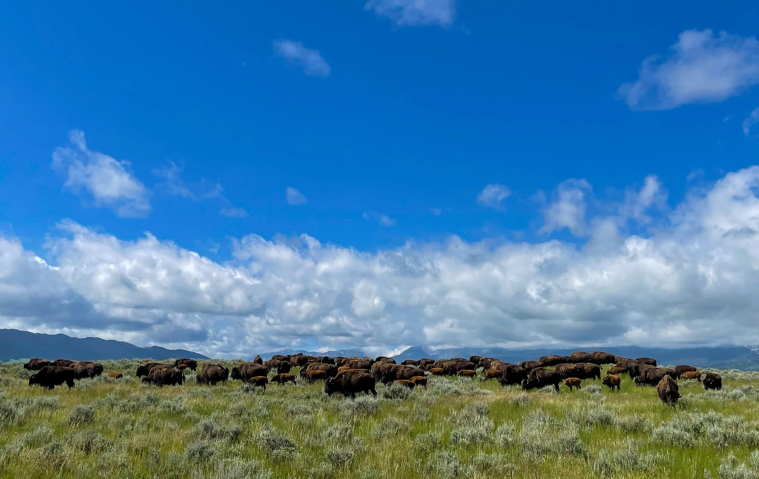 North Bridger Bison