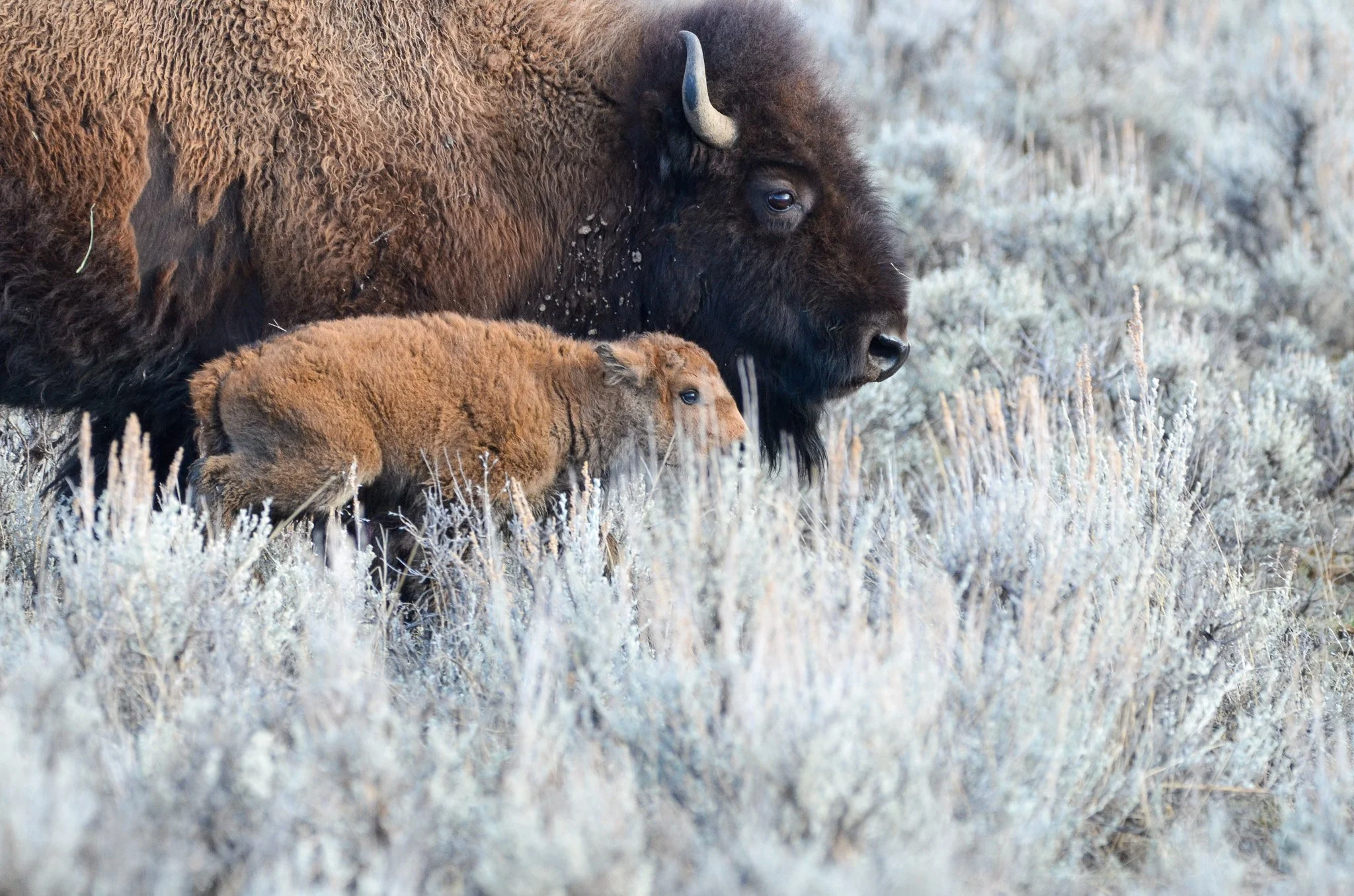 Earth Day Bison Calves