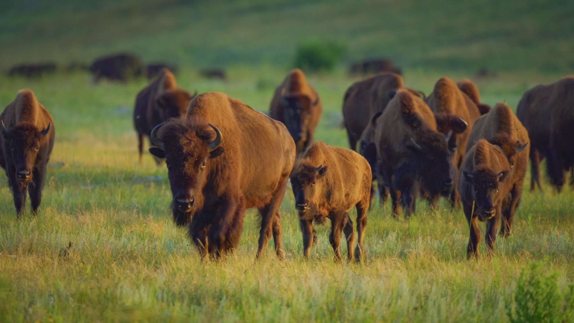 ep105_heartland_americathebeautiful_39_9d00e19b.jpeg