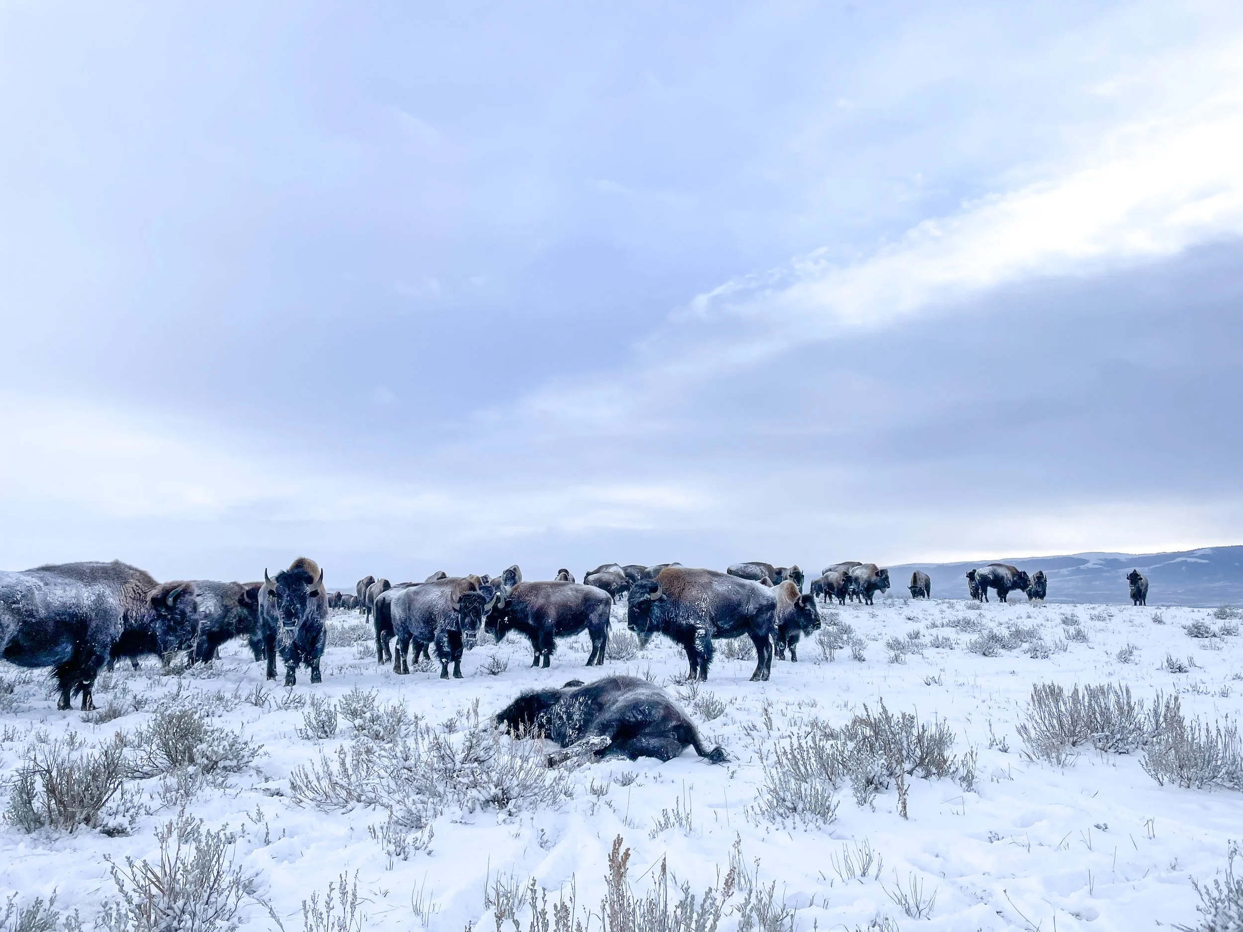 Field-Harvesting at 19 Below Zero