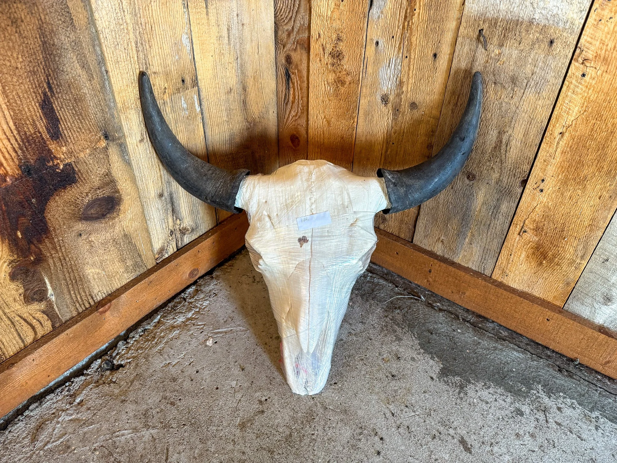Bull Bison Skull 5