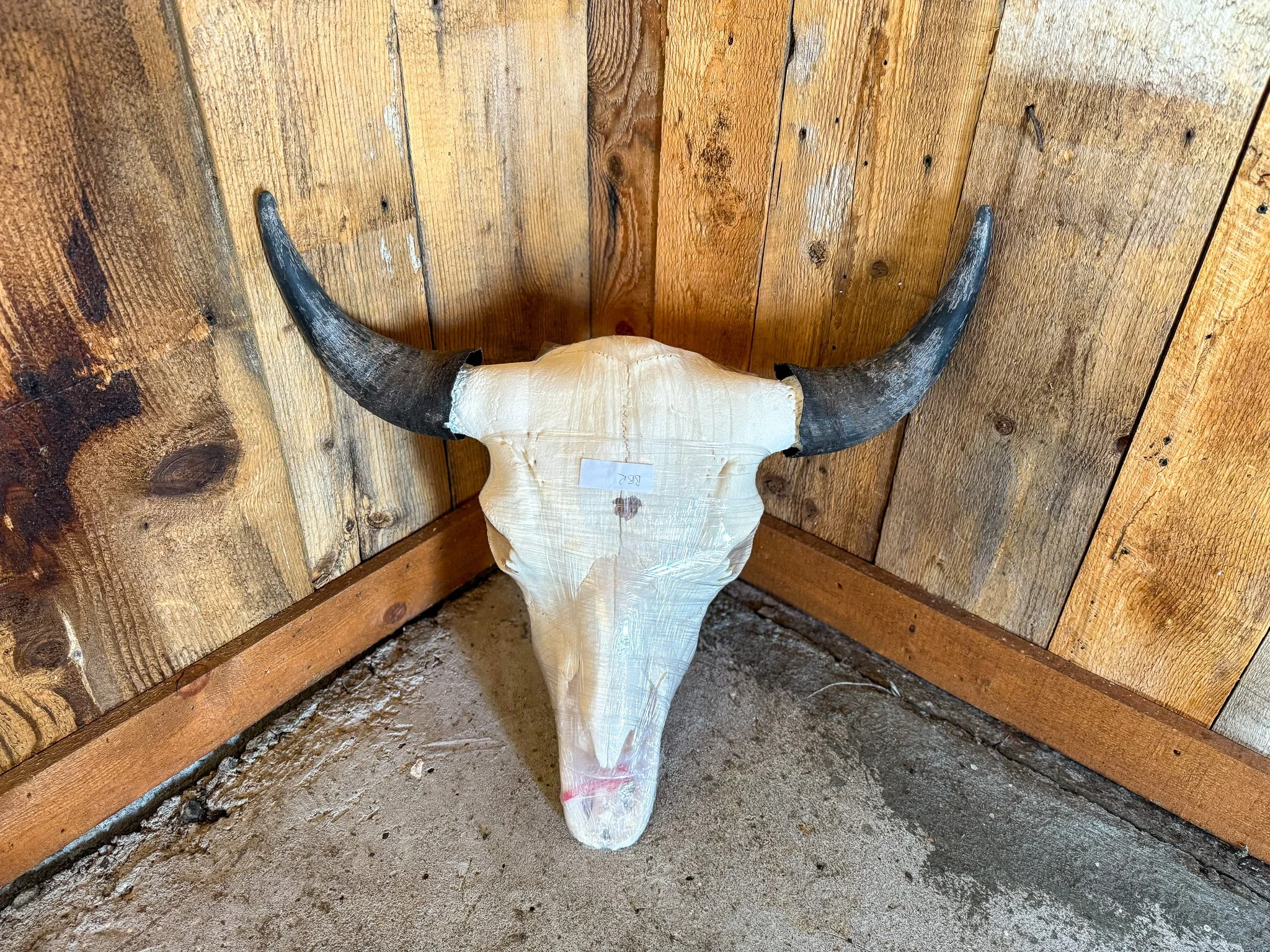 Bull Bison Skull 4