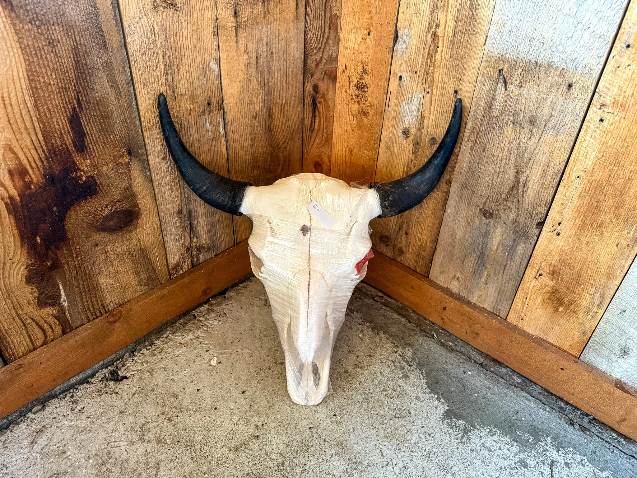 Bull Bison Skull 2