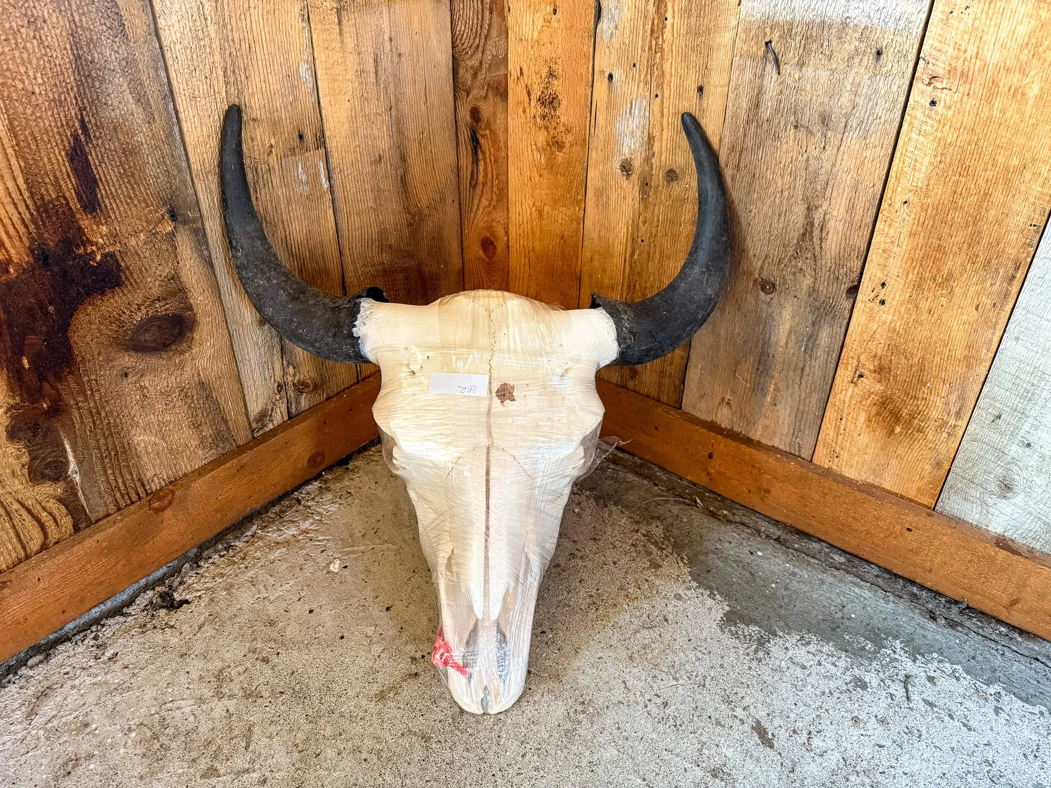 Bull Bison Skull 1