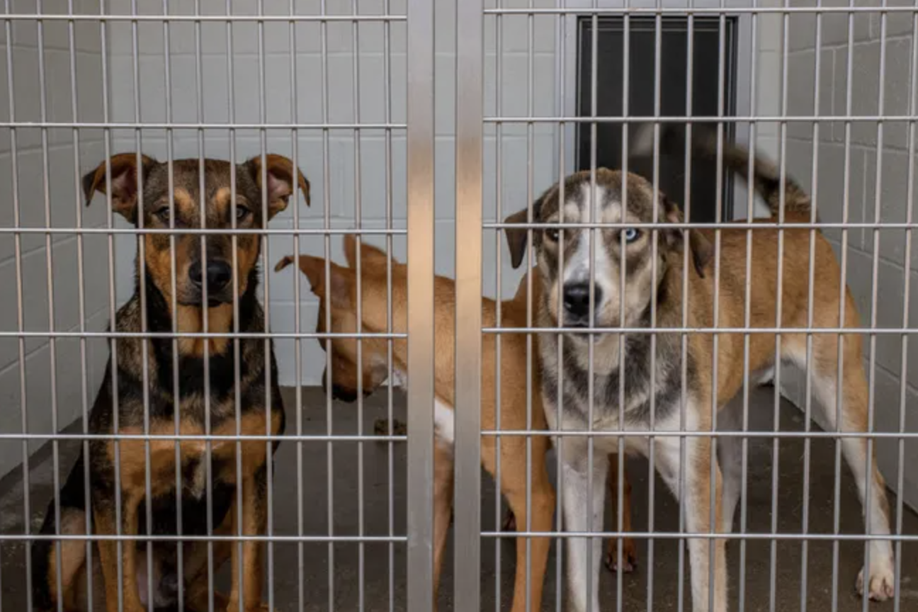 Pet shelters fill up in hard times. Student loan payments could leave many with hard choices.