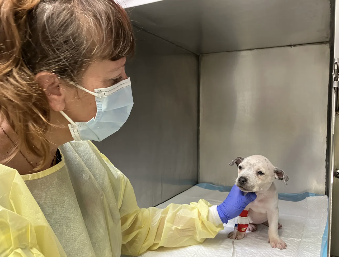 First-of-its-kind parvo treatment may revolutionize care for highly fatal puppy disease