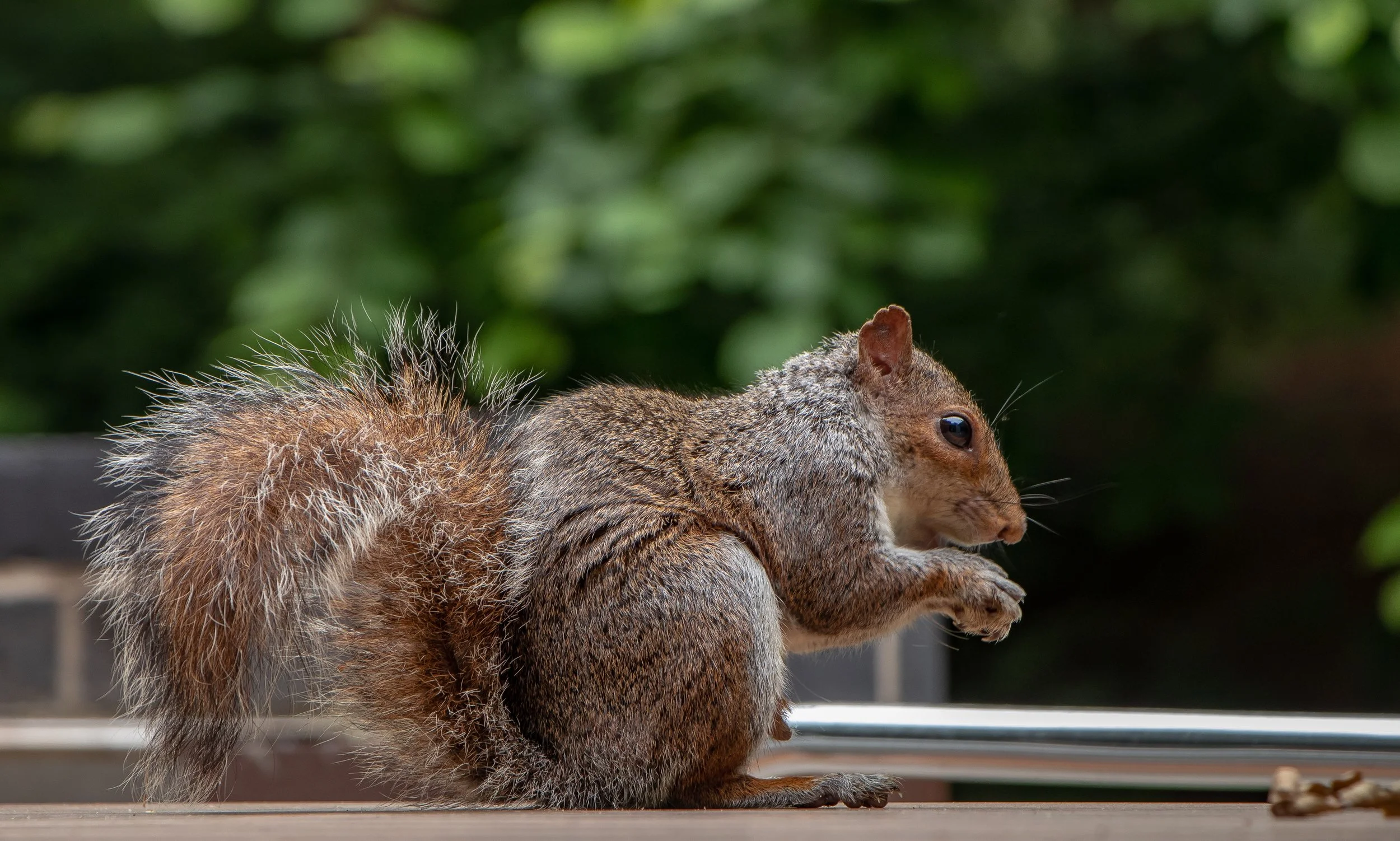 Lavellan_Grey_Squirrel_3.jpg