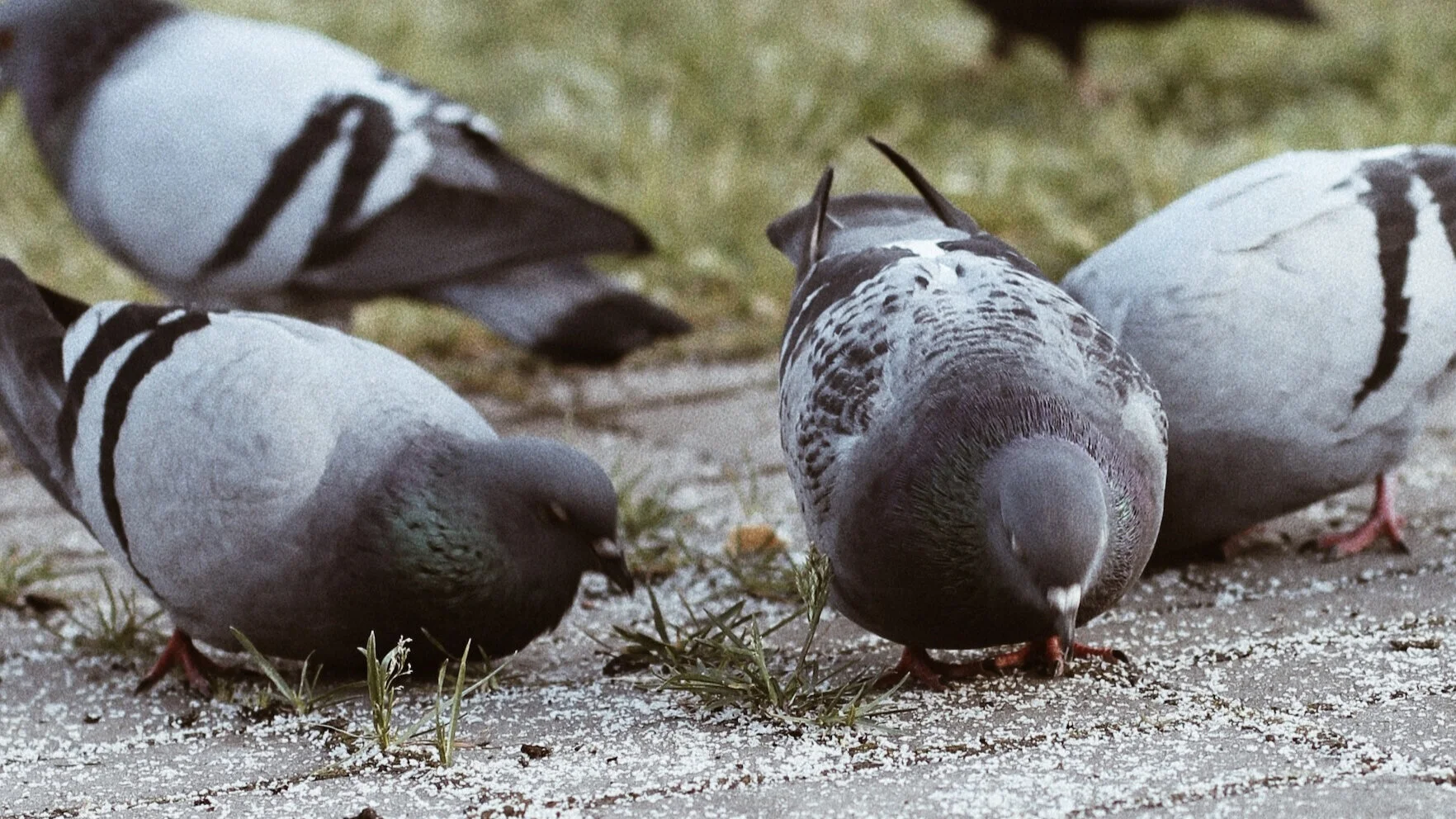 Calgary Pigeons Group.jpg