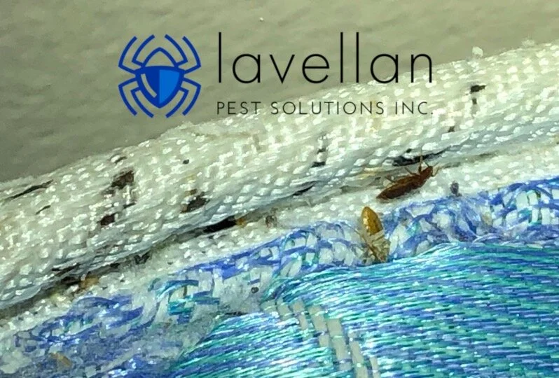 Calgary Biological Bed Bug Control Professional