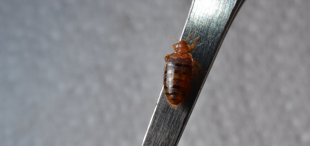 Female Bed Bug