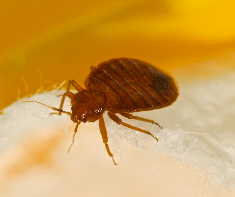 Bed Bug Dorsal View