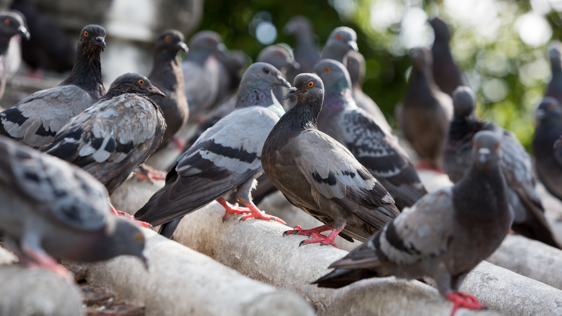 Pigeons On Clay Tile Roof