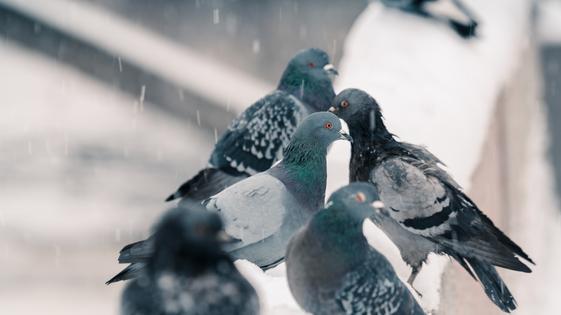 Pigeons On Roof