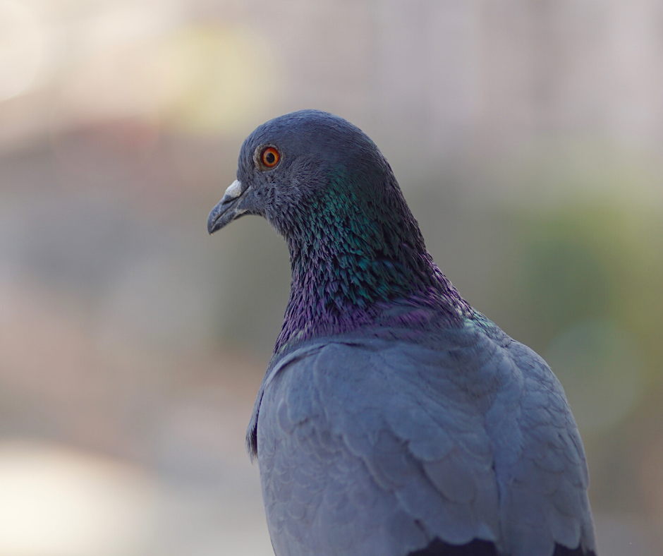 Pigeon, Single