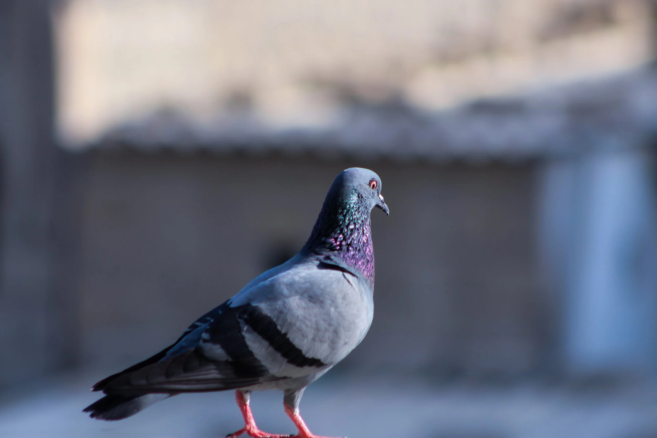 Pigeon, Rear Side View