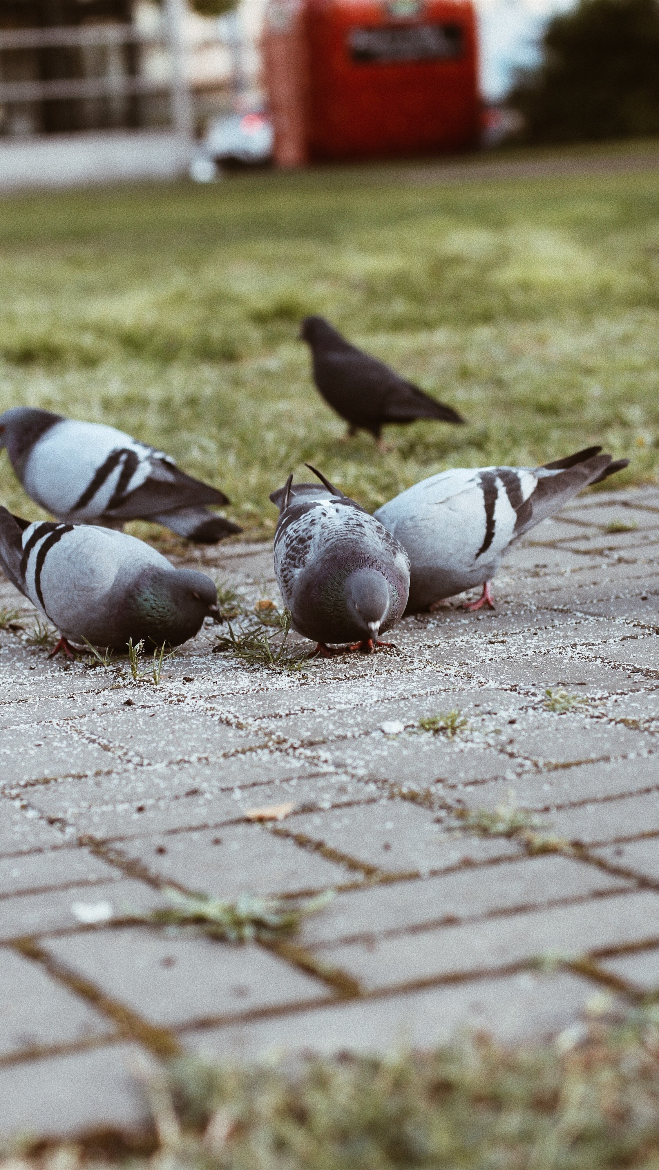 Pigeons In Calgary
