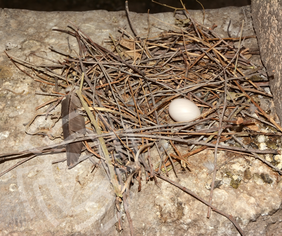 Pigeon nest in Calgary