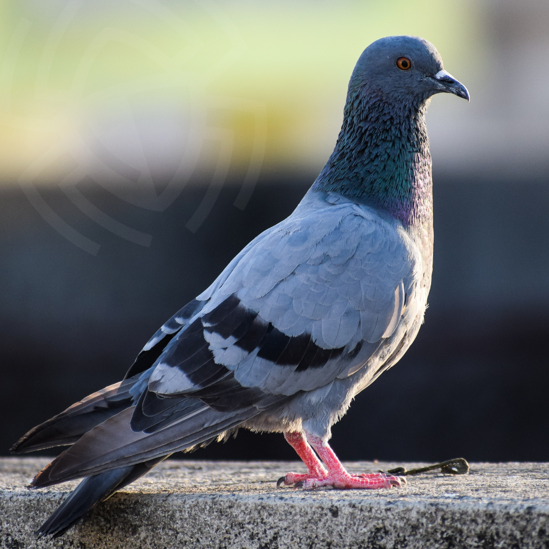 Single pigeon in Calgary