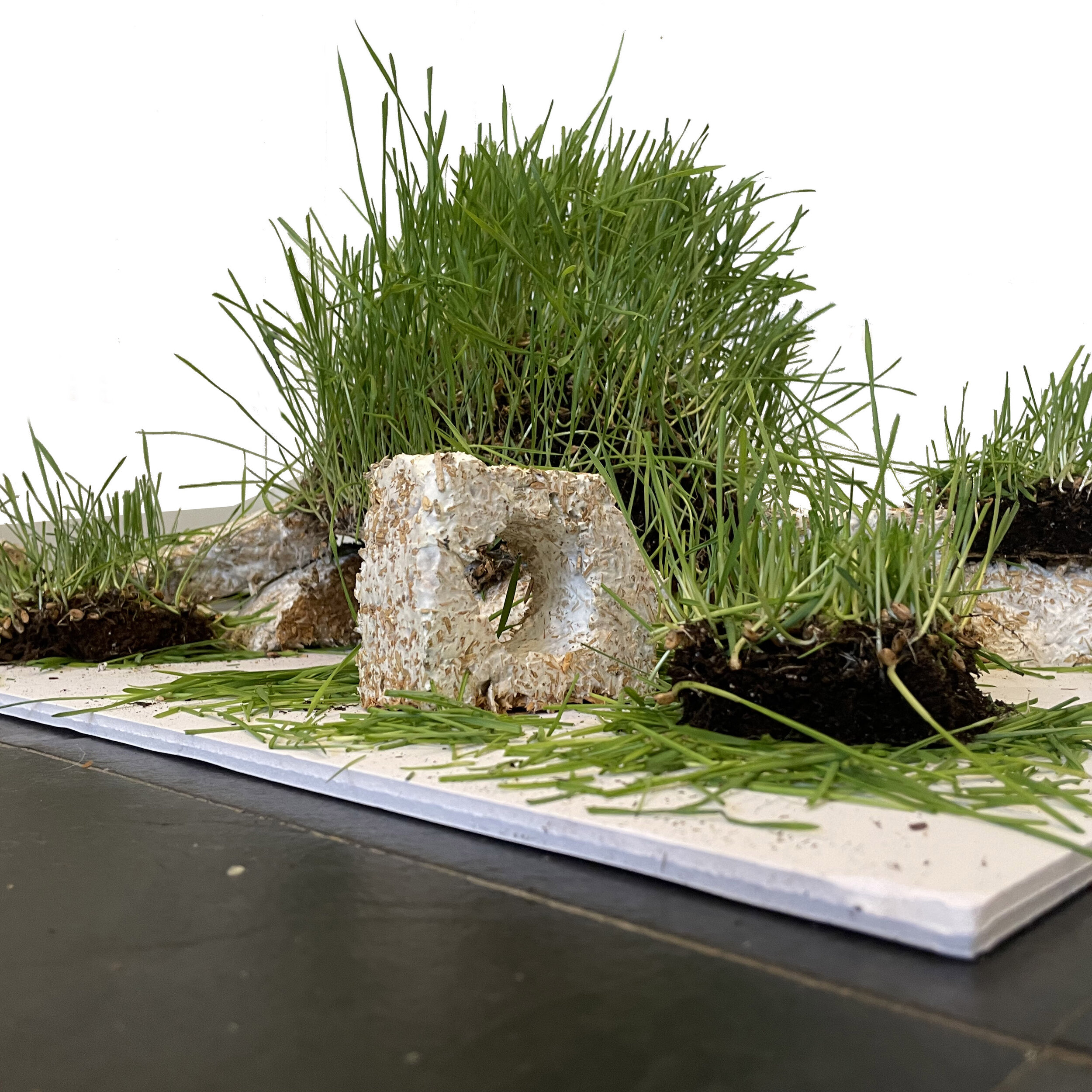 A student project made of wheatgrass and mycelium (Copy)