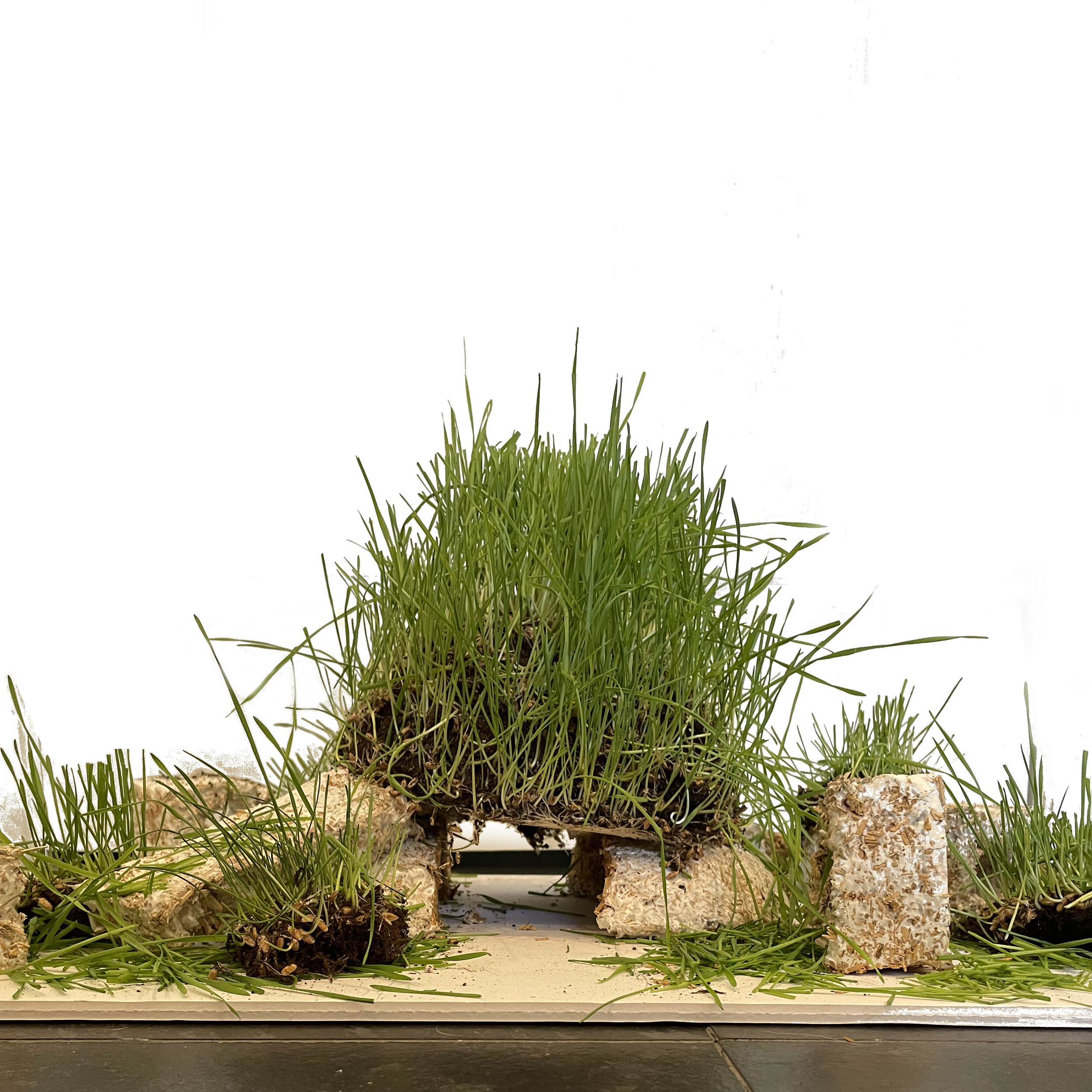 A student project featuring wheatgrass and mycelium (Copy)