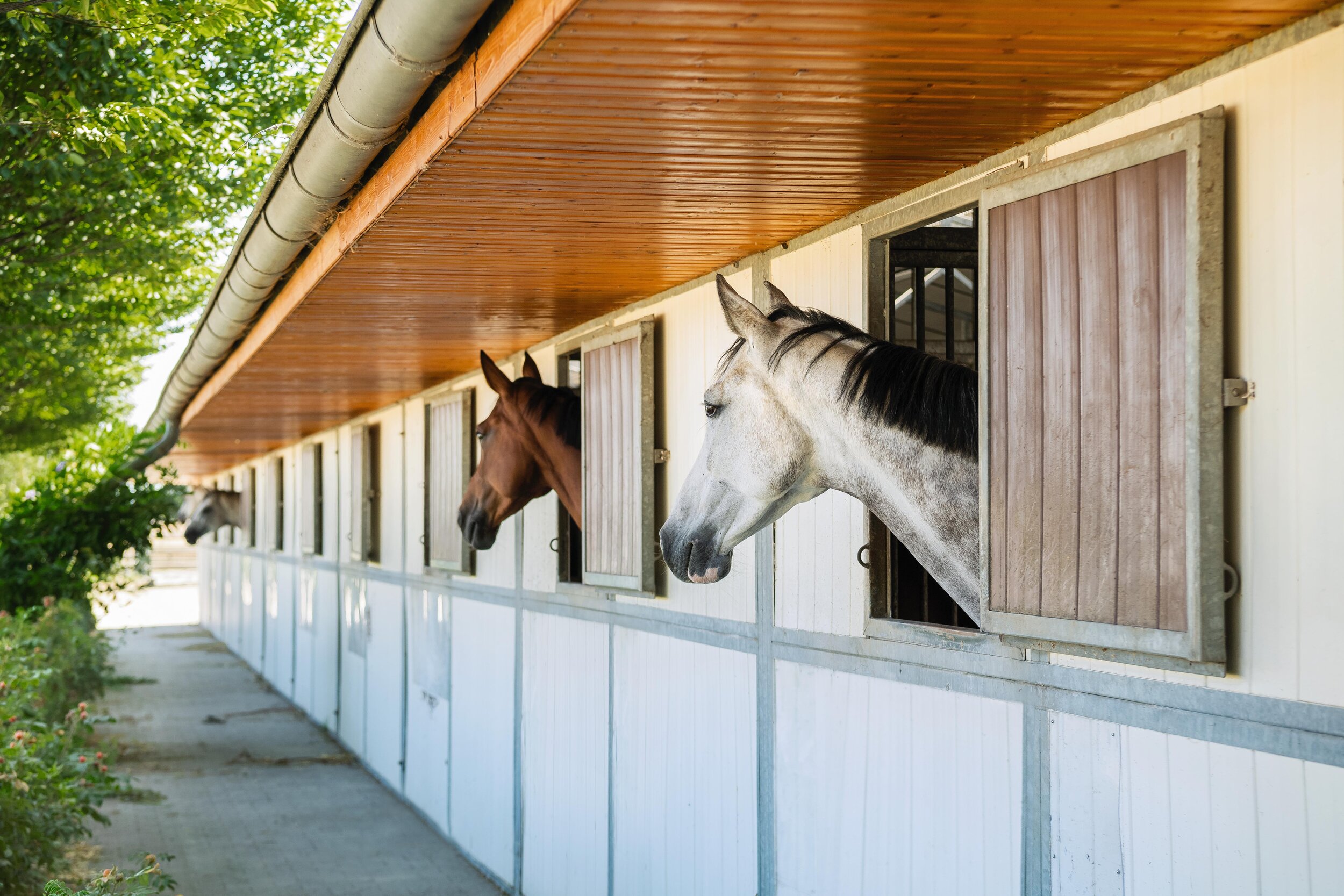 uvex_Equestrian_horses_Image.jpg