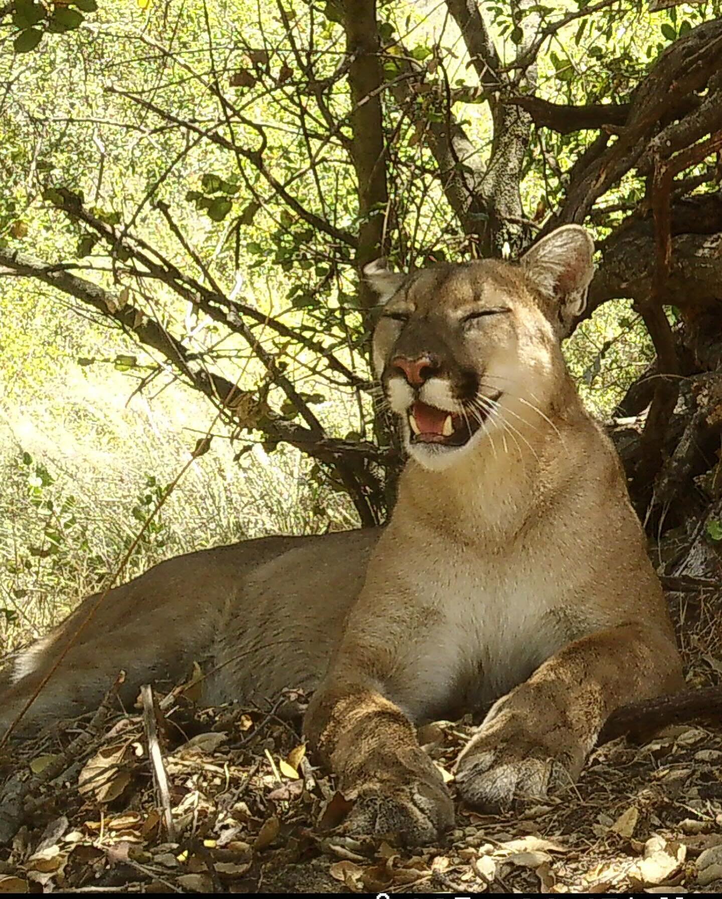 Our UC Davis California Mountain Lion Project team has some sad news to share. F312, a female GPS collared mountain lion that was nicknamed &ldquo;Uno&rdquo; by southern CA photographers, died last night after being struck by a vehicle. Valiant effor