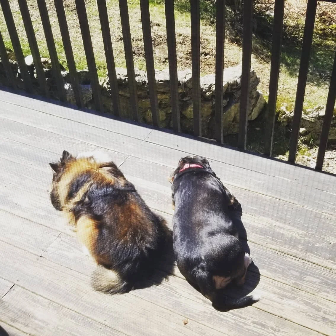 Cubby &amp; Buddy
