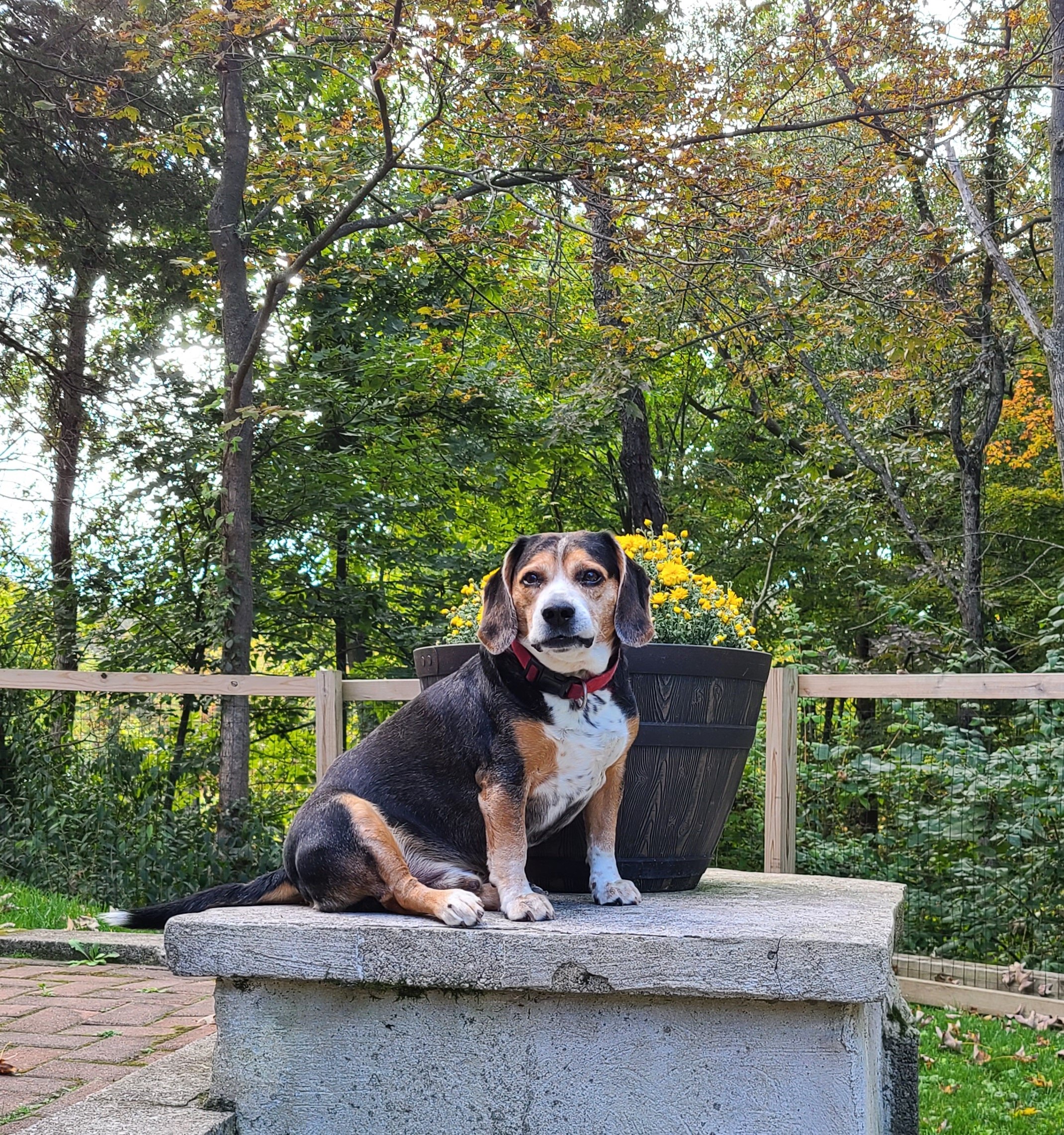 Buddy