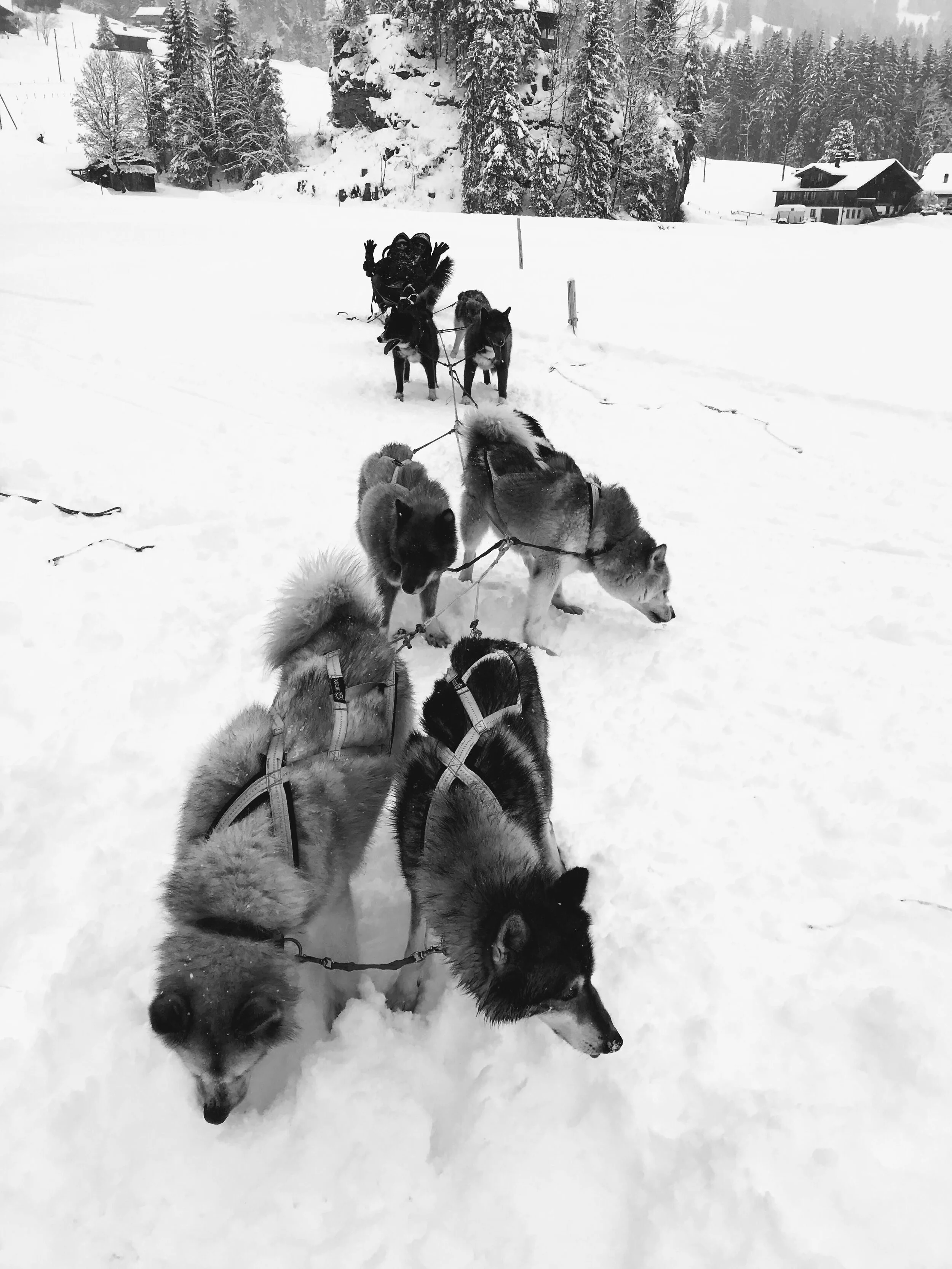 ‘Tis the season to be jolly’