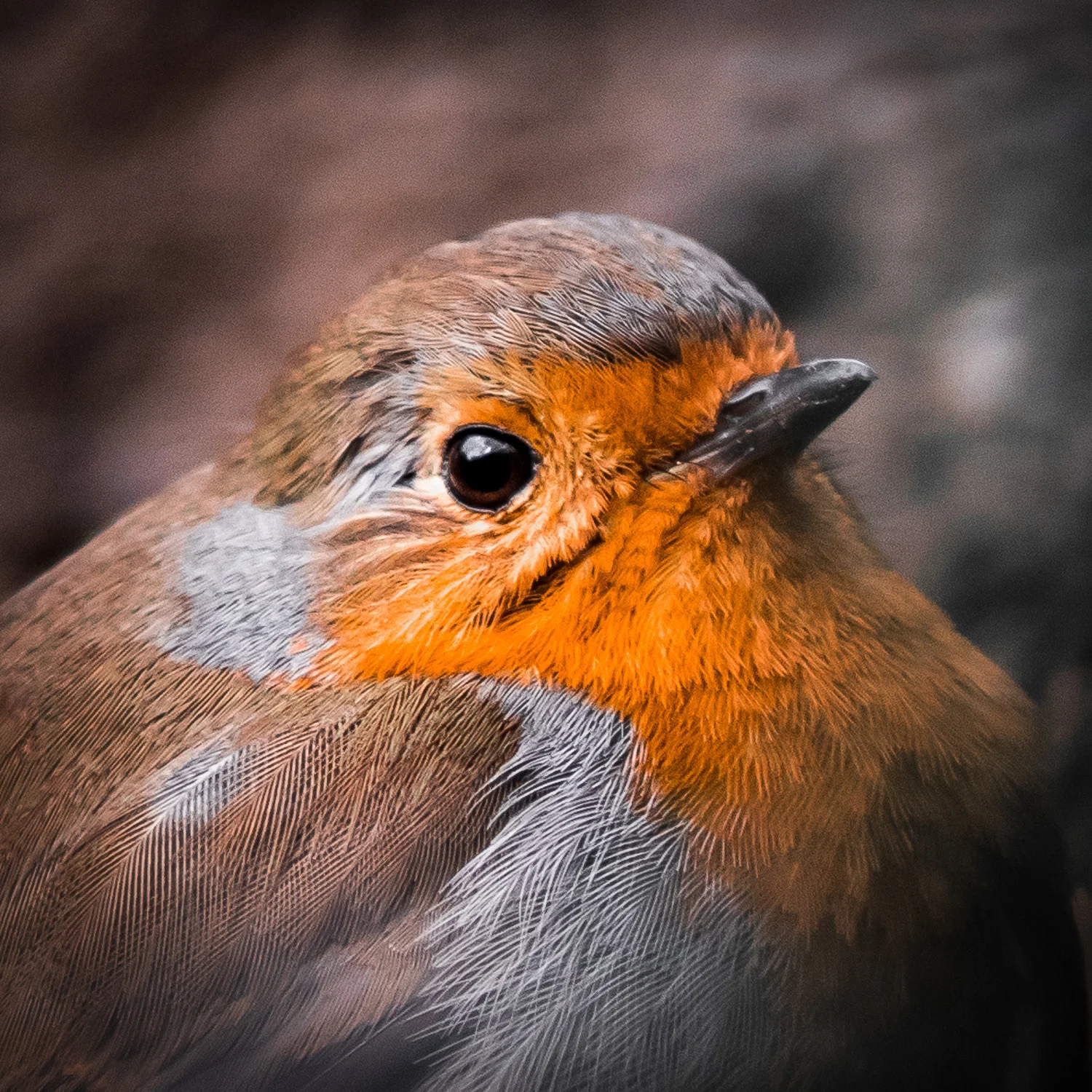 Robin_DSC_3671_1x1_1_1500px_web.jpg