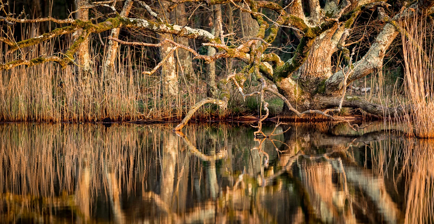 Bembridge Lagoons_Brading Marshes_30March2019_DSC_9694-Pano_1500_web_2.jpg