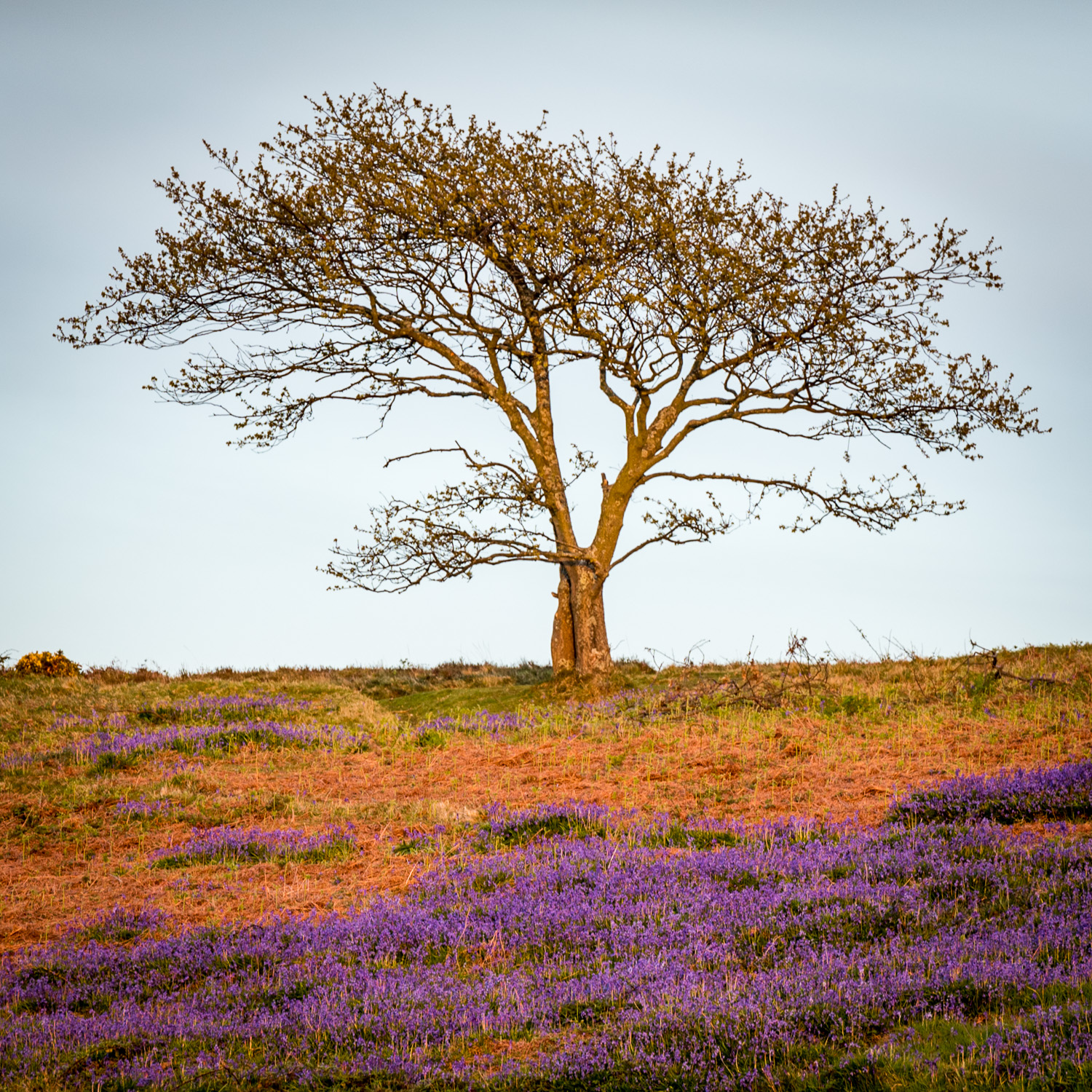 Bluebells_Ventnor Downs_April2019_DSC_1969_1x1_1500_web.jpg