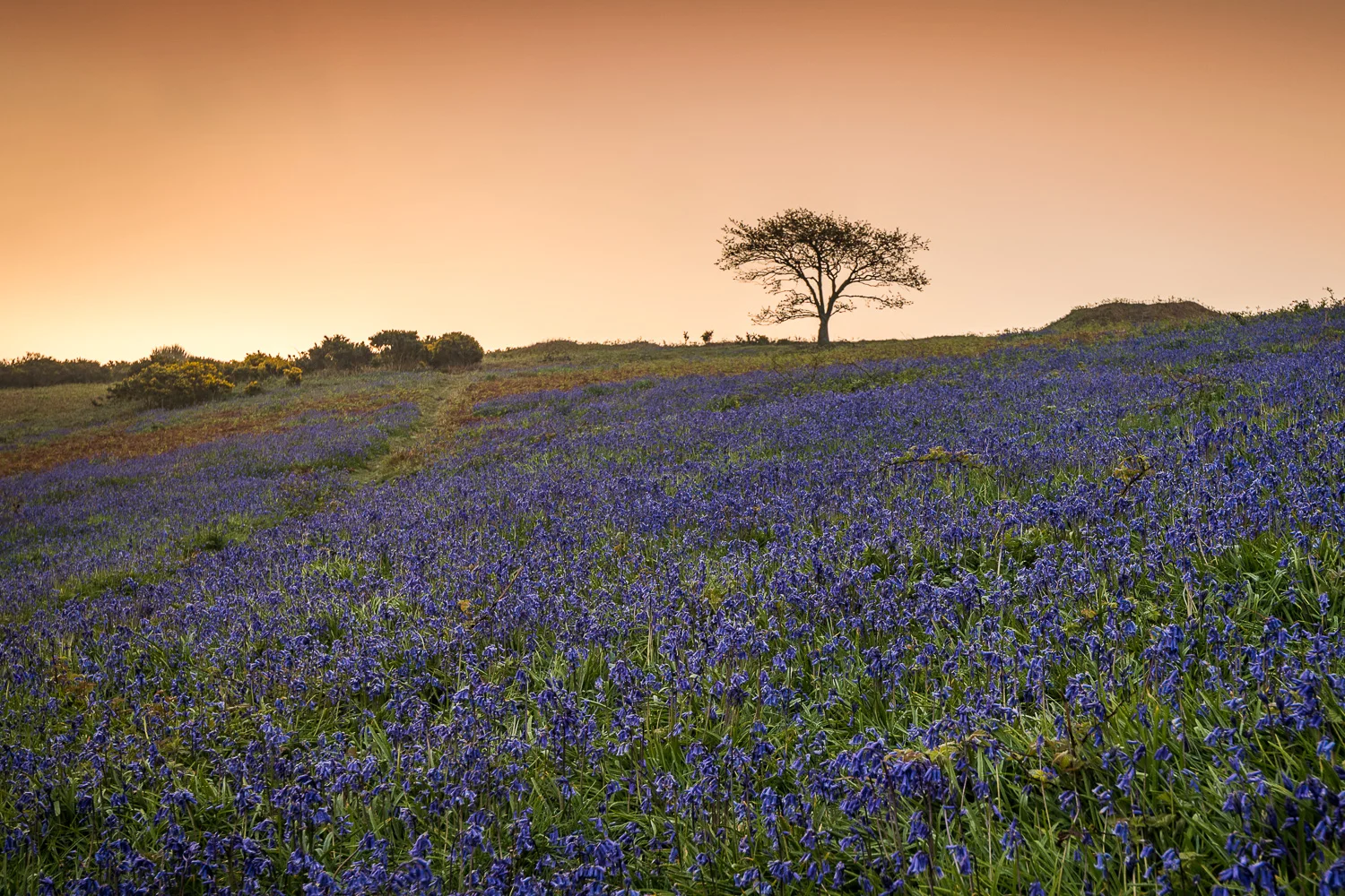 Bluebells_Ventnor Downs_Morning_April2019_DSC_2945_1500px_web_1.jpg