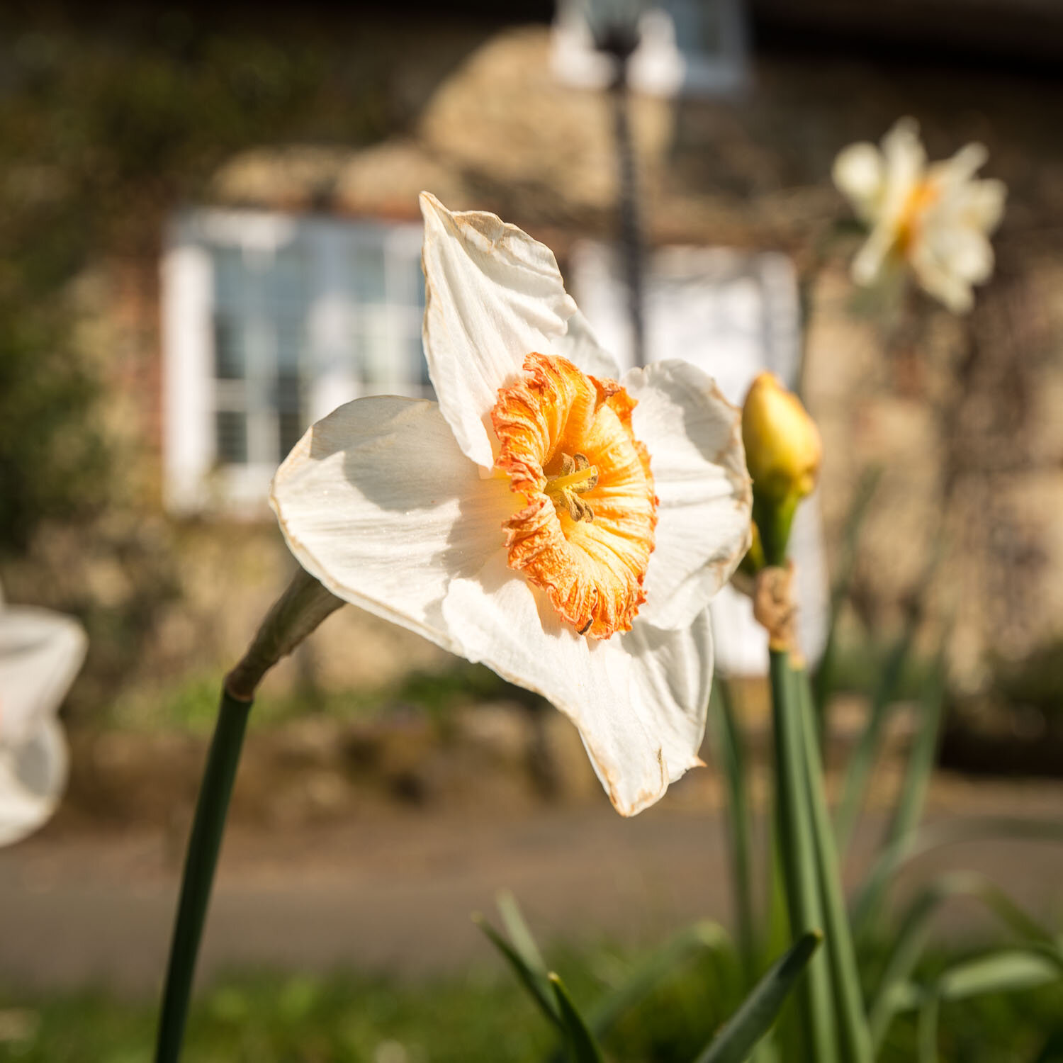 Godshill_daffodills_2019_DSC_8575_1x1_web.jpg