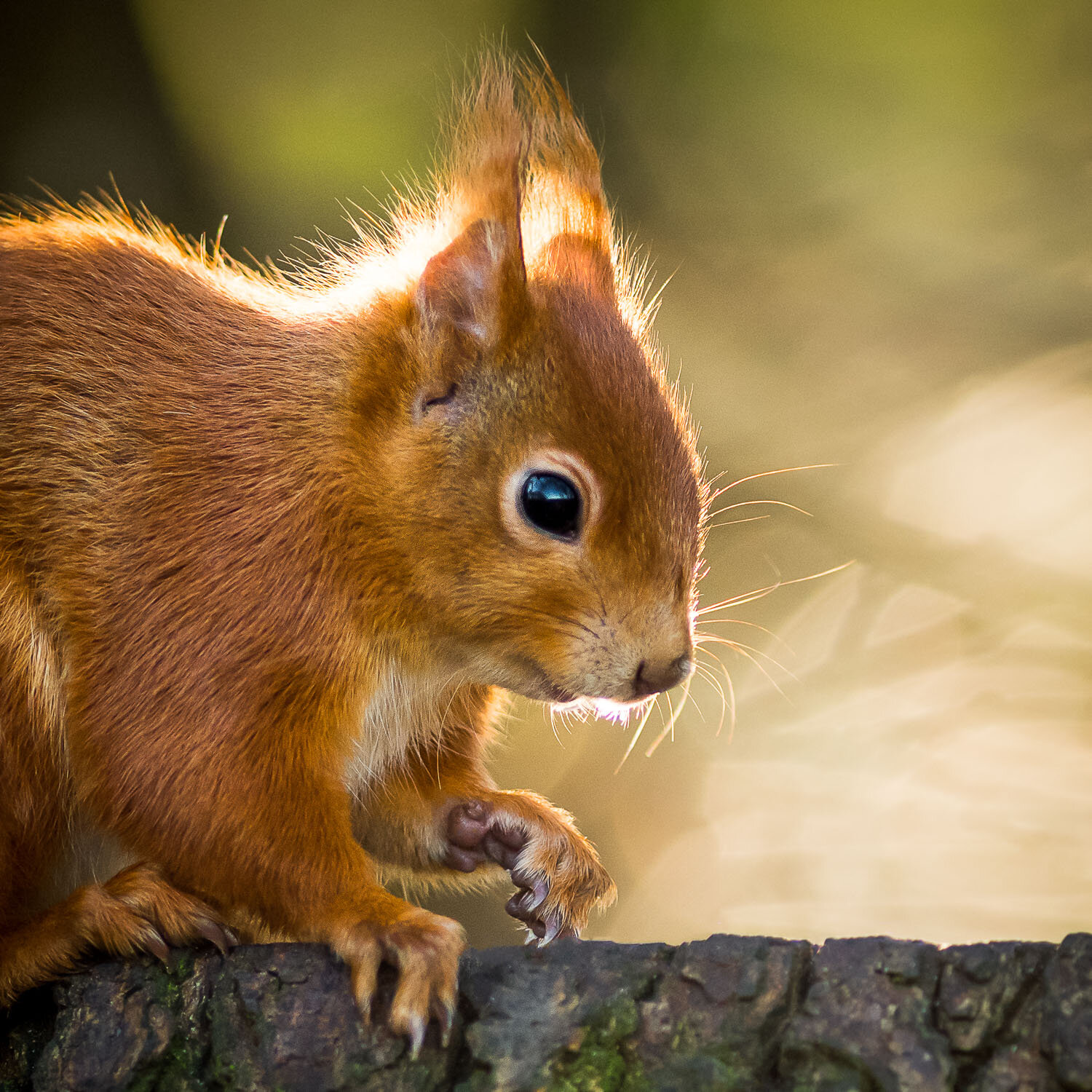 red squirrel_alverstone_jan2020_DSC_3449_1x1_crop_web.jpg