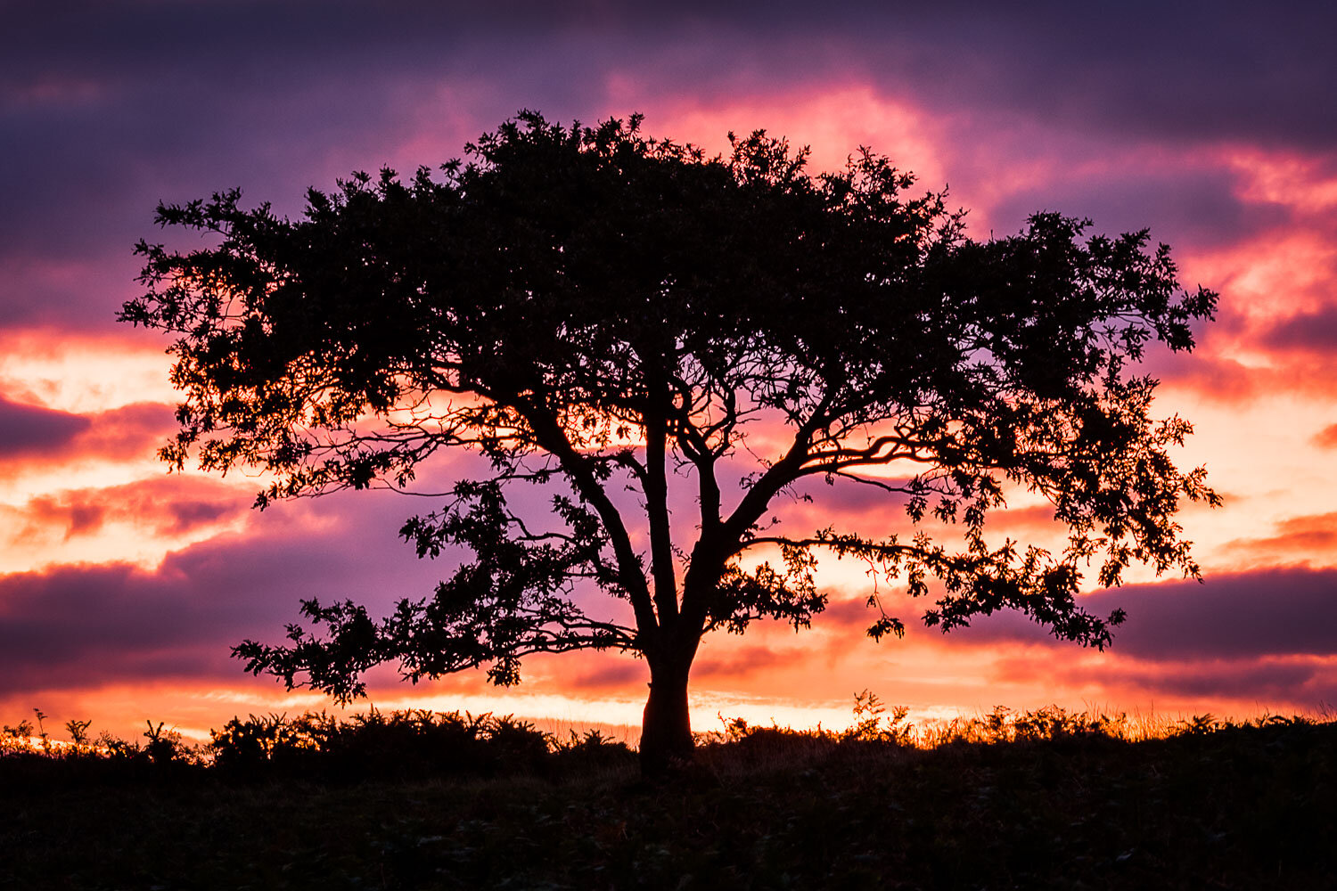 Ventor downs_sunrise_tree_DSC_5781_web.jpg