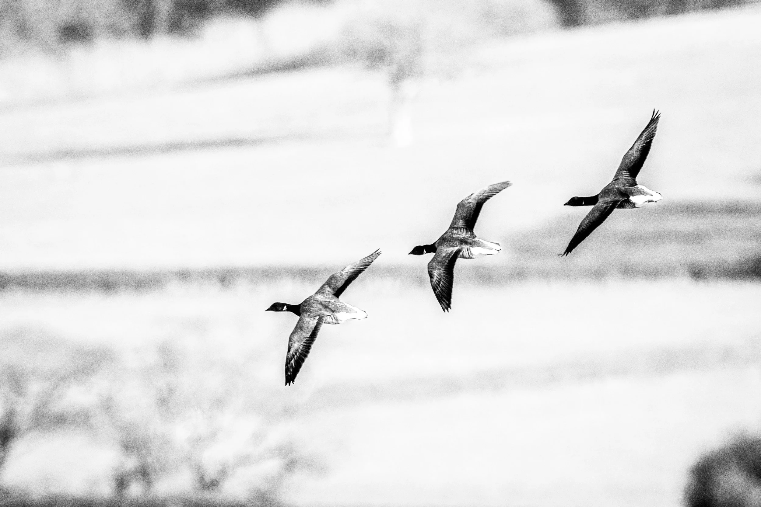 newtown_brernt geese_8508267.jpg