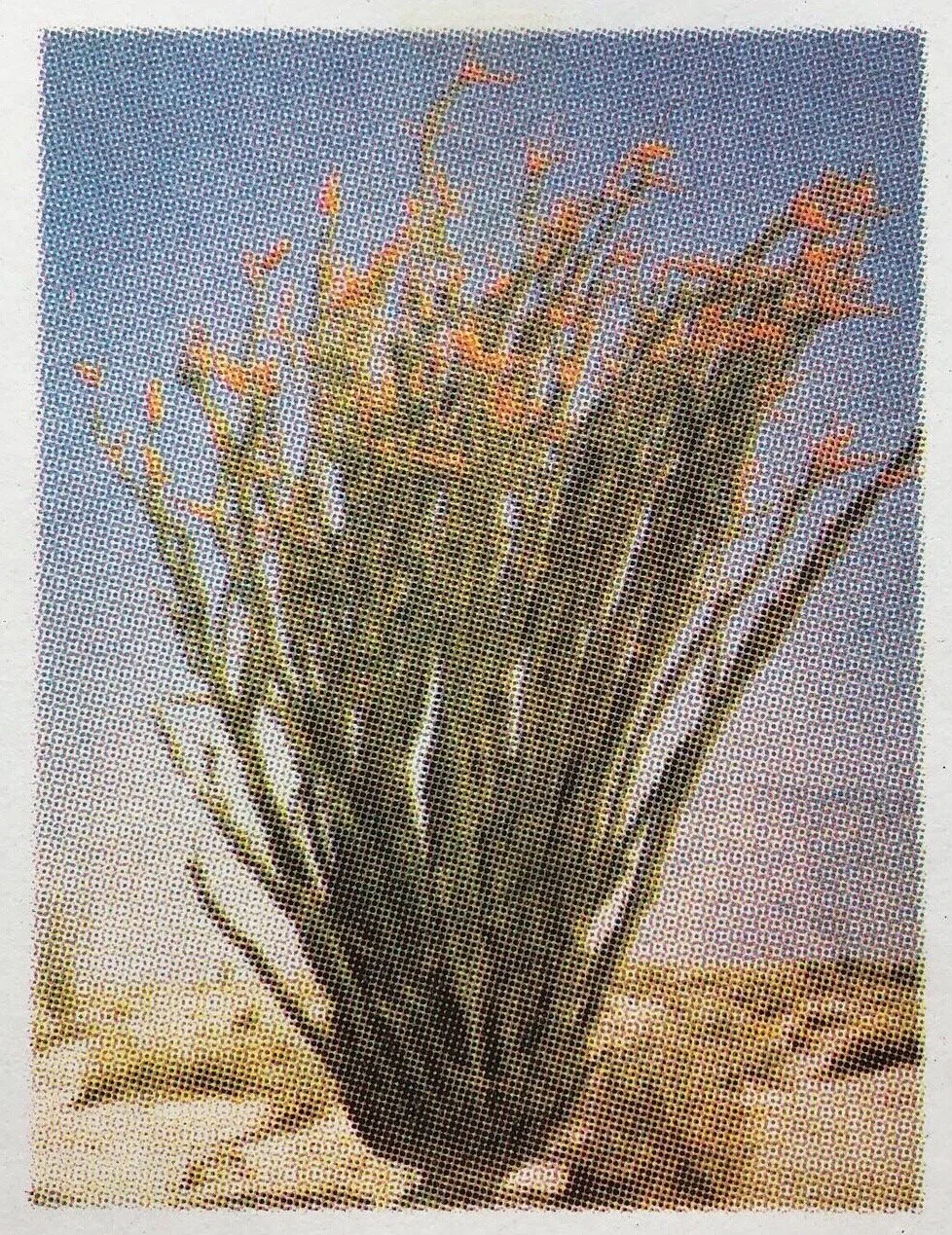 Ocatijjo Risograph.JPG