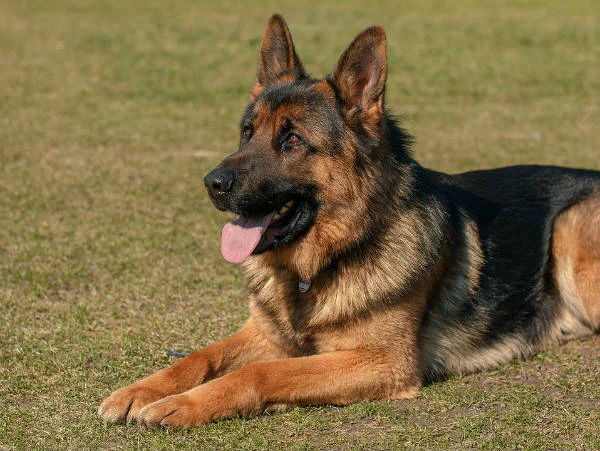Maple Pack German Shepherds