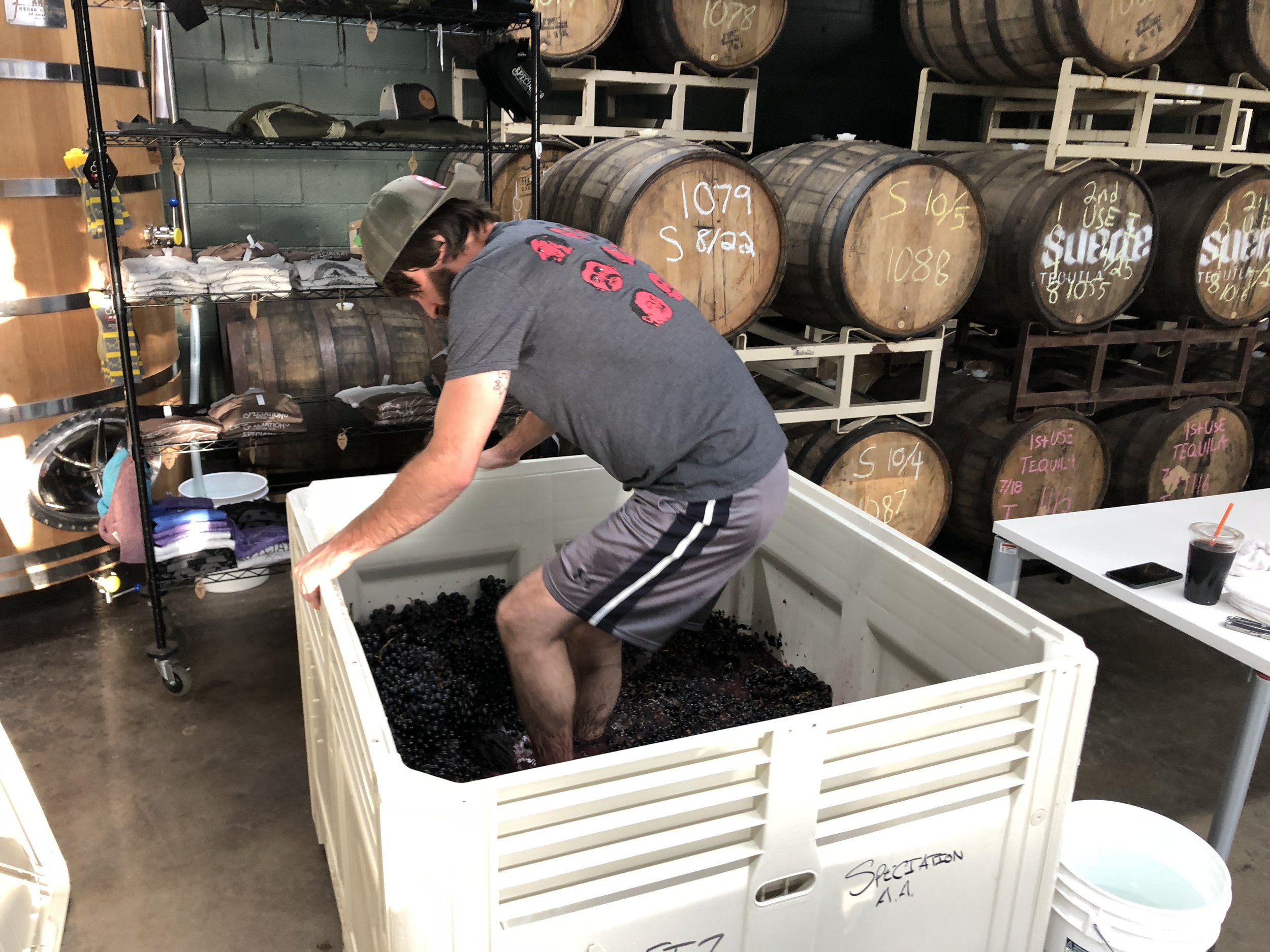 crushing grapes.jpeg