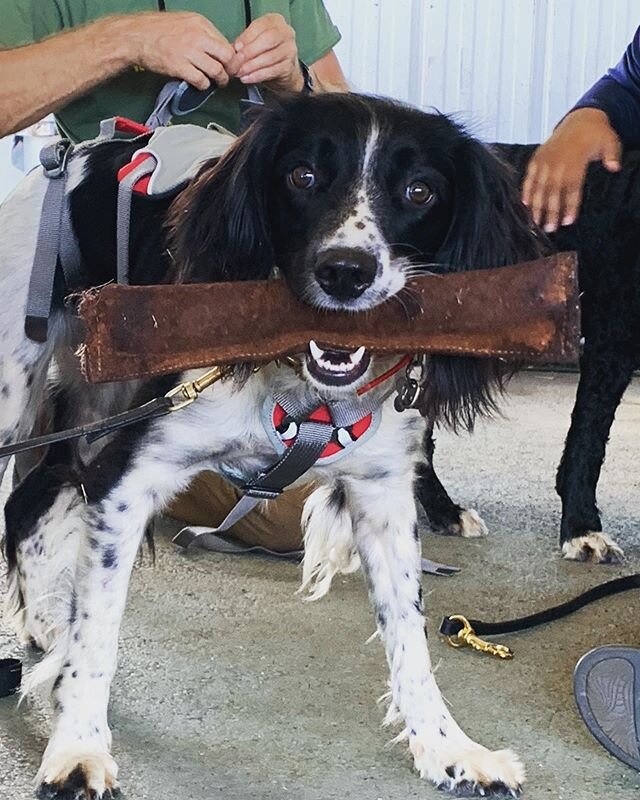 Our team is back from a winter break and Hayley wants to tell you she is excited for 2020! 🐾 &bull;&bull;&bull;
&bull;&bull;&bull;
&bull;&bull;&bull;
&bull;&bull;&bull;
#ksark9 #kauaisearchandrescuek9team #k9searchteam #searchandrescue #servicedog #